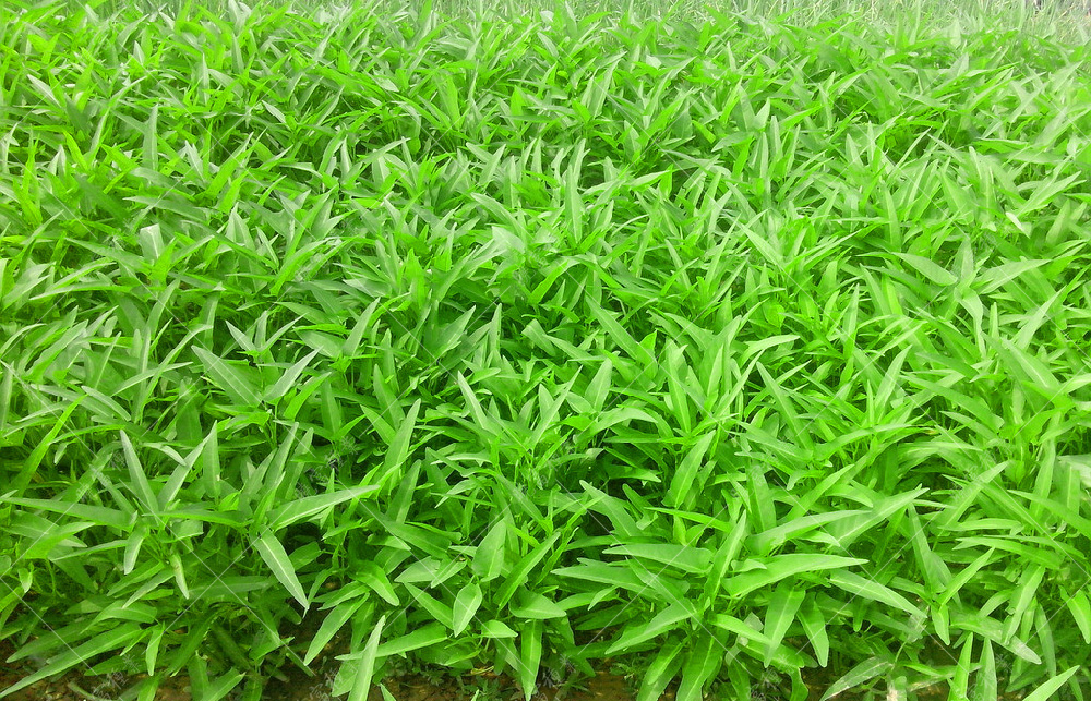 1558577238355621.jpg 10310360_145340338109_2.jpg