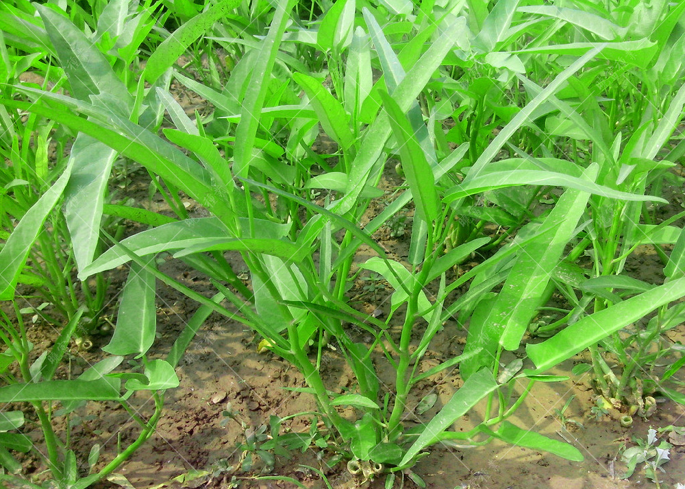 1558577257870255.jpg 10310360_145015331179_2.jpg