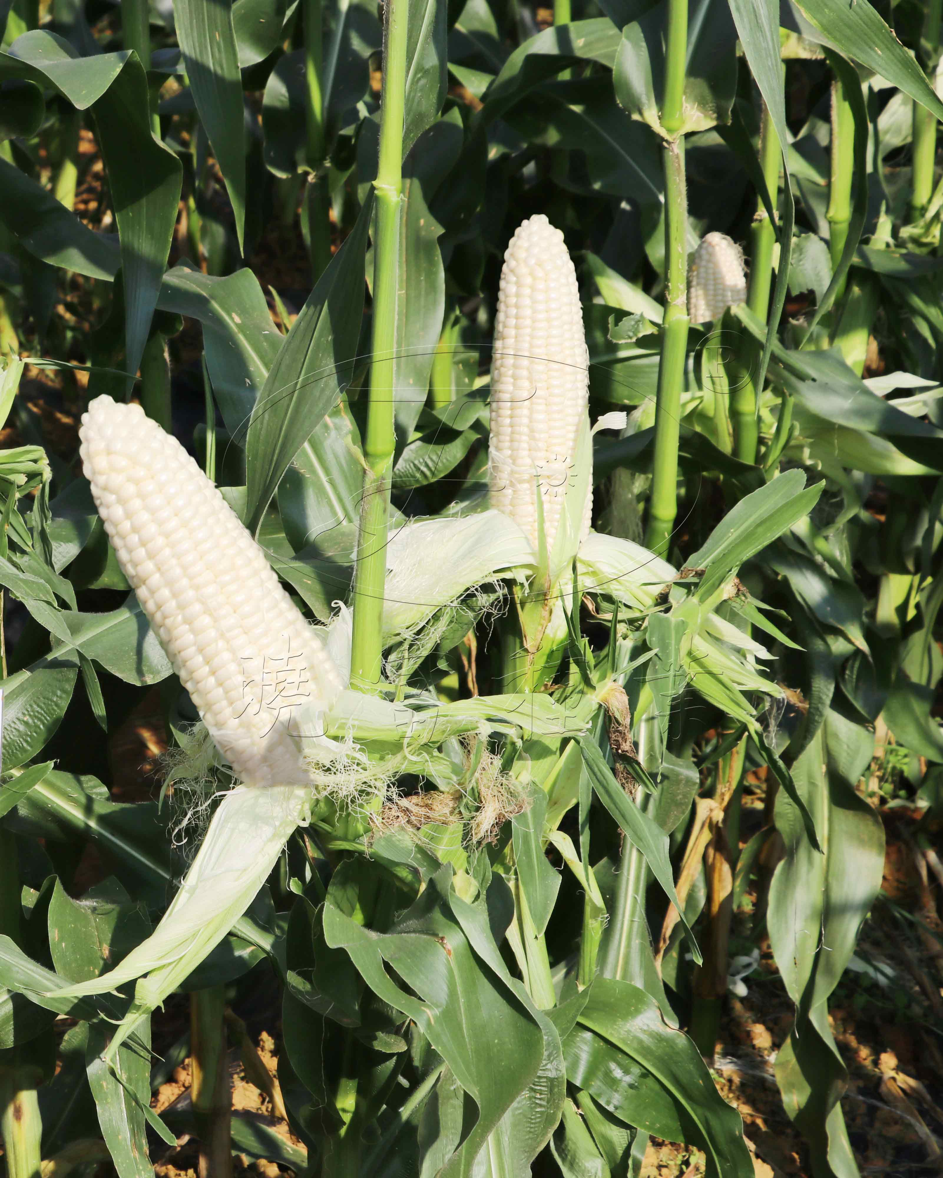 1608451084153748.jpg 3.jpg